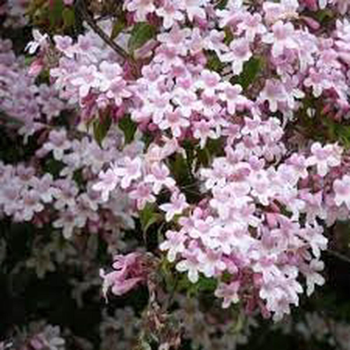 BeautyBush Flower seeds for Planting - Colorful Display, Heirloom & GMO Free Seeds for Home Garden