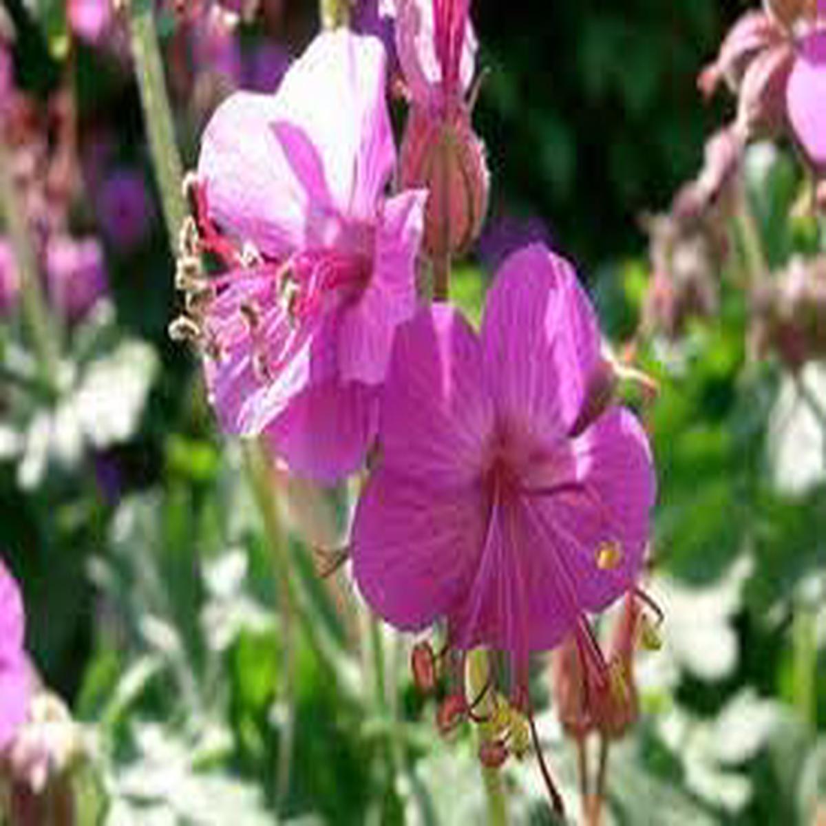 Bevans Flower seeds for Planting Garden Favorite Heirloom & GMO Free Seeds for Home Garden