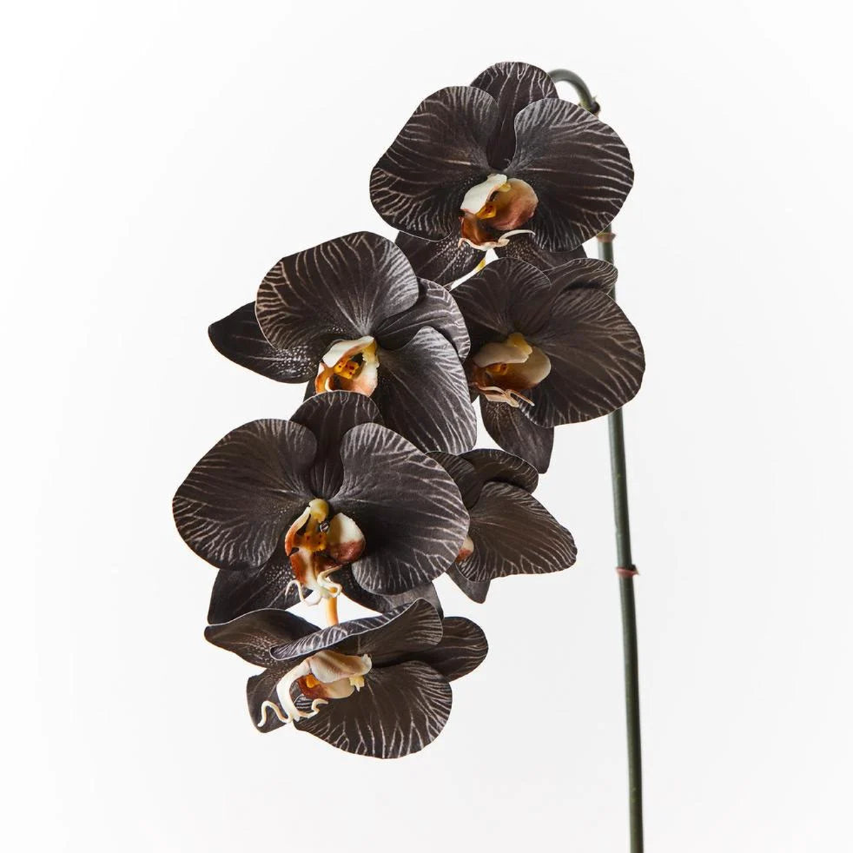 Black White Phalaenopsis Orchid Flower Seeds  Heirloom Non-GMO High Germination Organic Garden Seeds for Planting