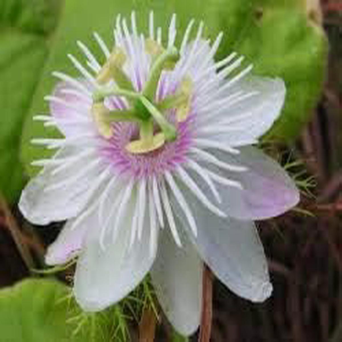 Light Pink White Passiflora Flower Seeds  Heirloom Non-GMO Seeds for Planting, High Germination Organic Garden Seeds