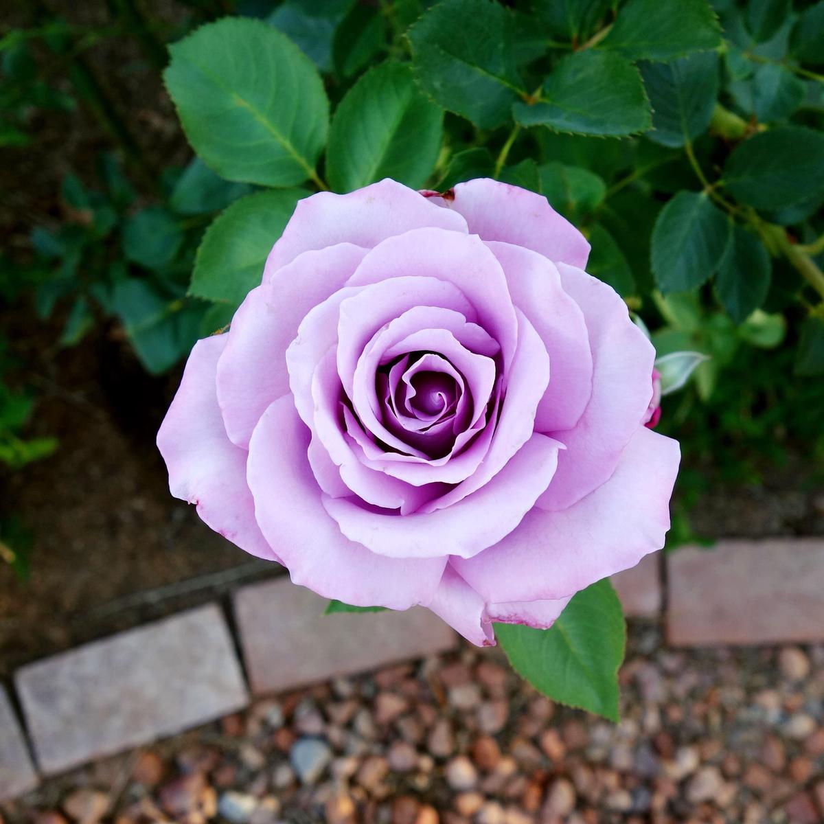 Sterling Silver Rose Flower Seeds Heirloom, Non-GMO, Easy to Grow, Perennial
