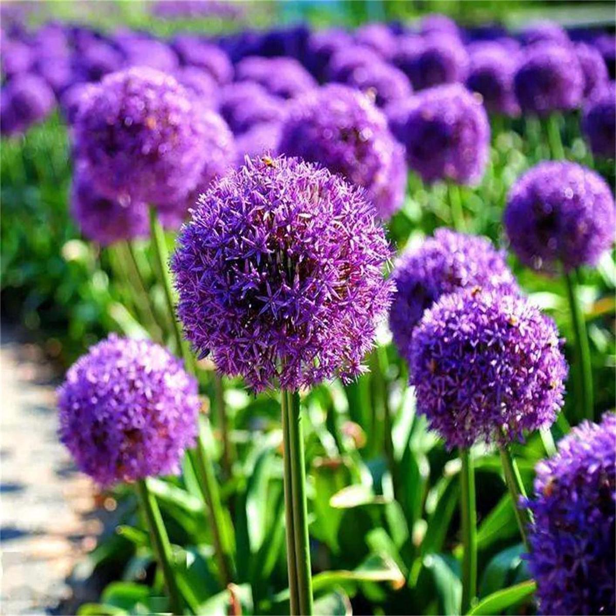 Violet Pink Giant Christophii Allium Planting Ornamental Flowers Flower Seeds Home Garden