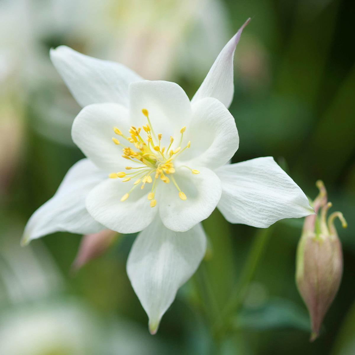 White Aquilegia Flower Seeds for Planting  Heirloom, Non-GMO, High Germination Organic Garden Seeds