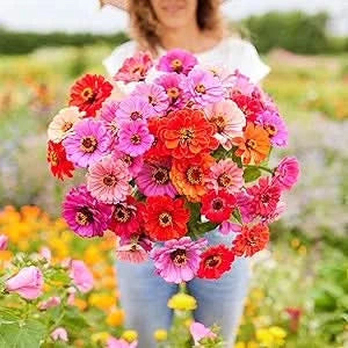 Zinnia Dahlia Fiorito Mixed Colors Heat-Tolerant Flower Seeds