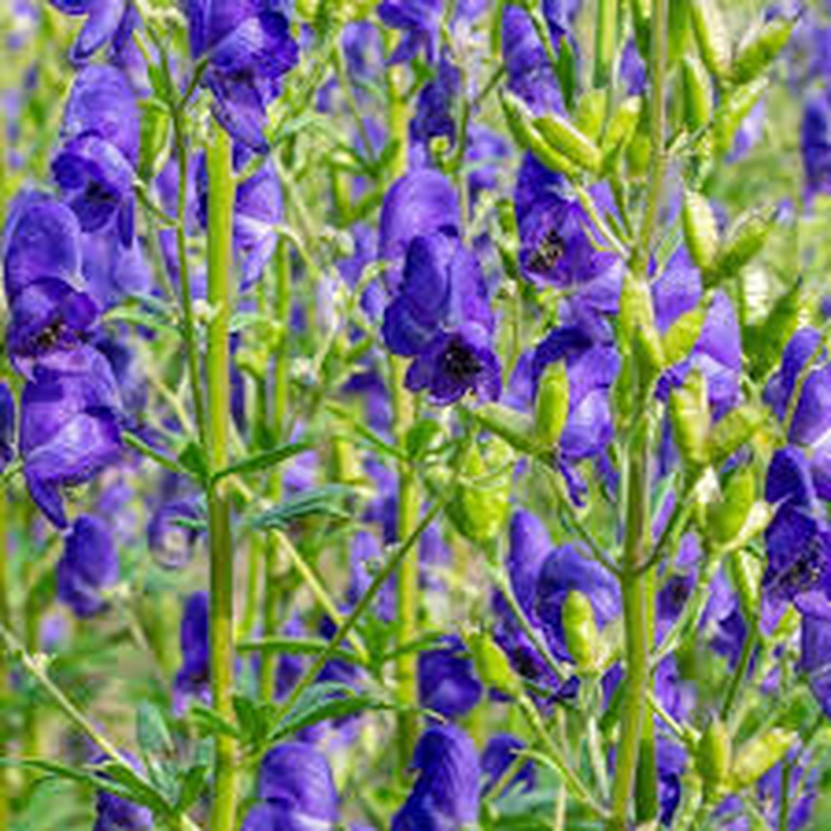 Aconitum Flower seeds for Planting - Perfect for Borders, Heirloom & GMO Free Seeds for Home Garden