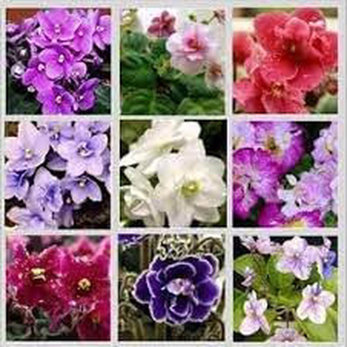 African Saintpaulia Seeds for Planting Organic, Heirloom, Non-GMO Flower Seeds