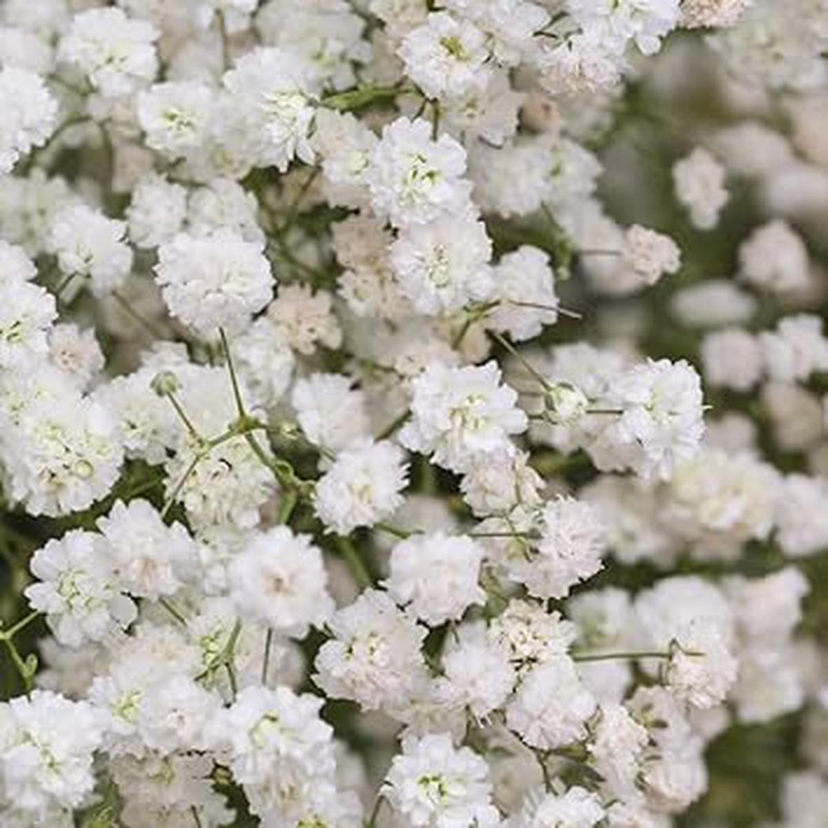 Baby's-Breath Flower seeds for Planting - Bright Blooms, Heirloom & GMO Free Seeds for Home Garden