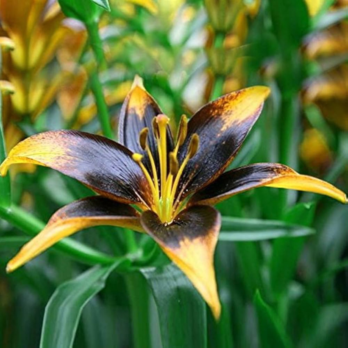 Blue Heart Lily Flower For Bonsai Pots Flower Seeds for Home Garden Planting, Landscape Organic