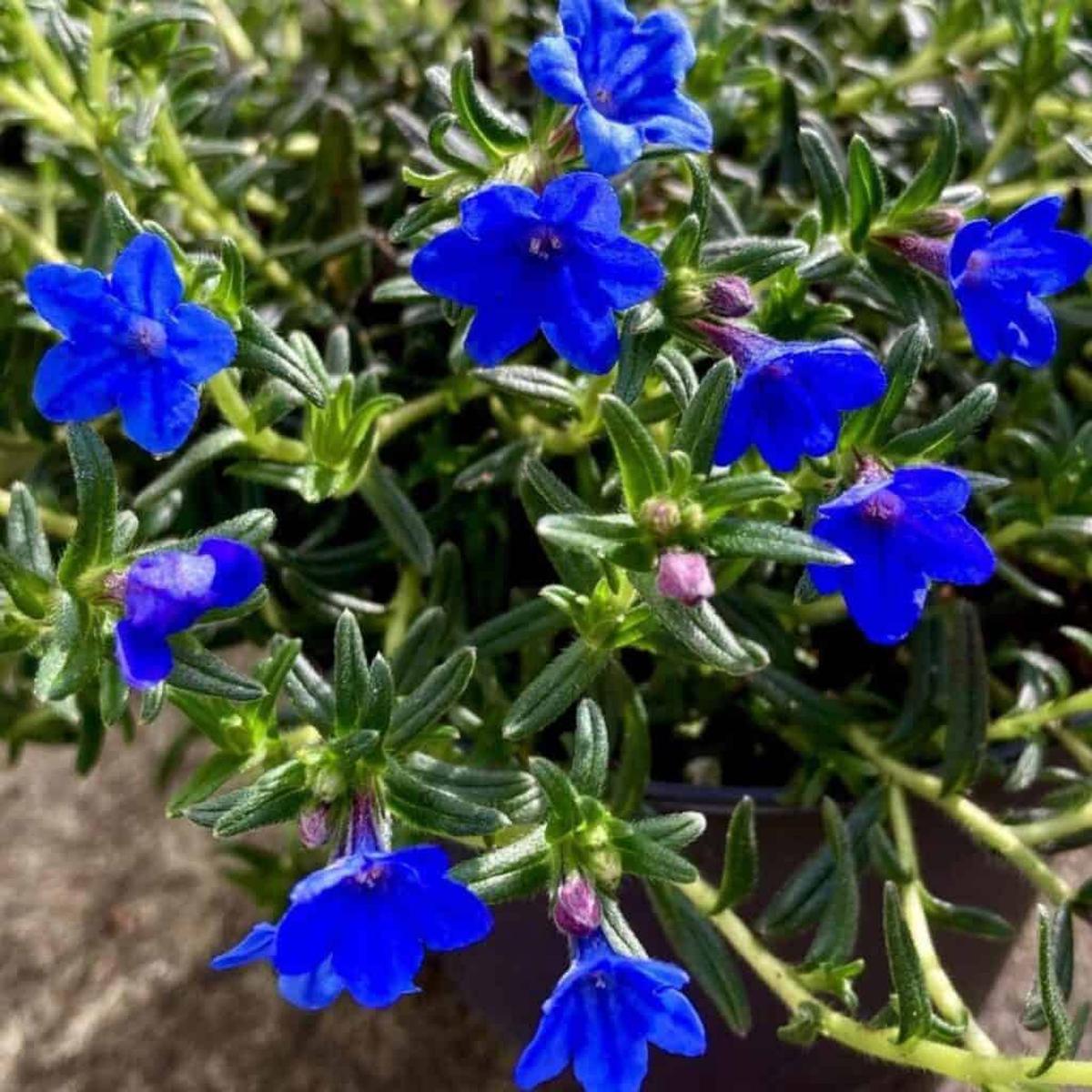 Blue Heirloom Non Gmo Lithodora Flower For Planting Vibrant Blooms For Rock Gardens Flower Seeds