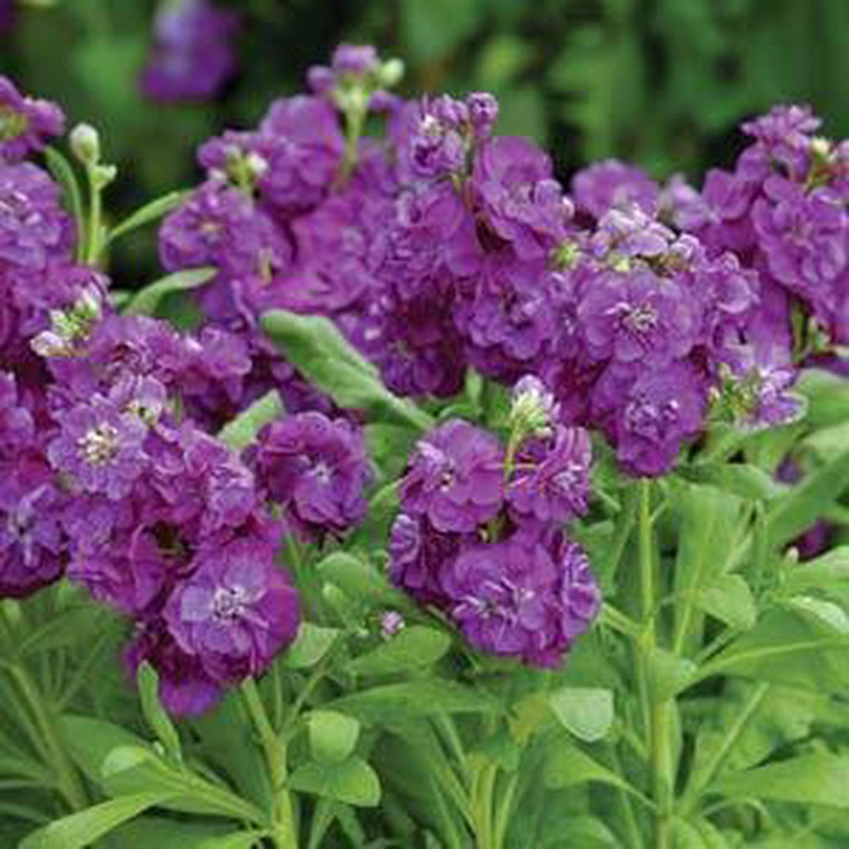 Violet Matthiola Incana Flower Seeds for Planting Heirloom, Non-GMO, Compact Growth, High Germination