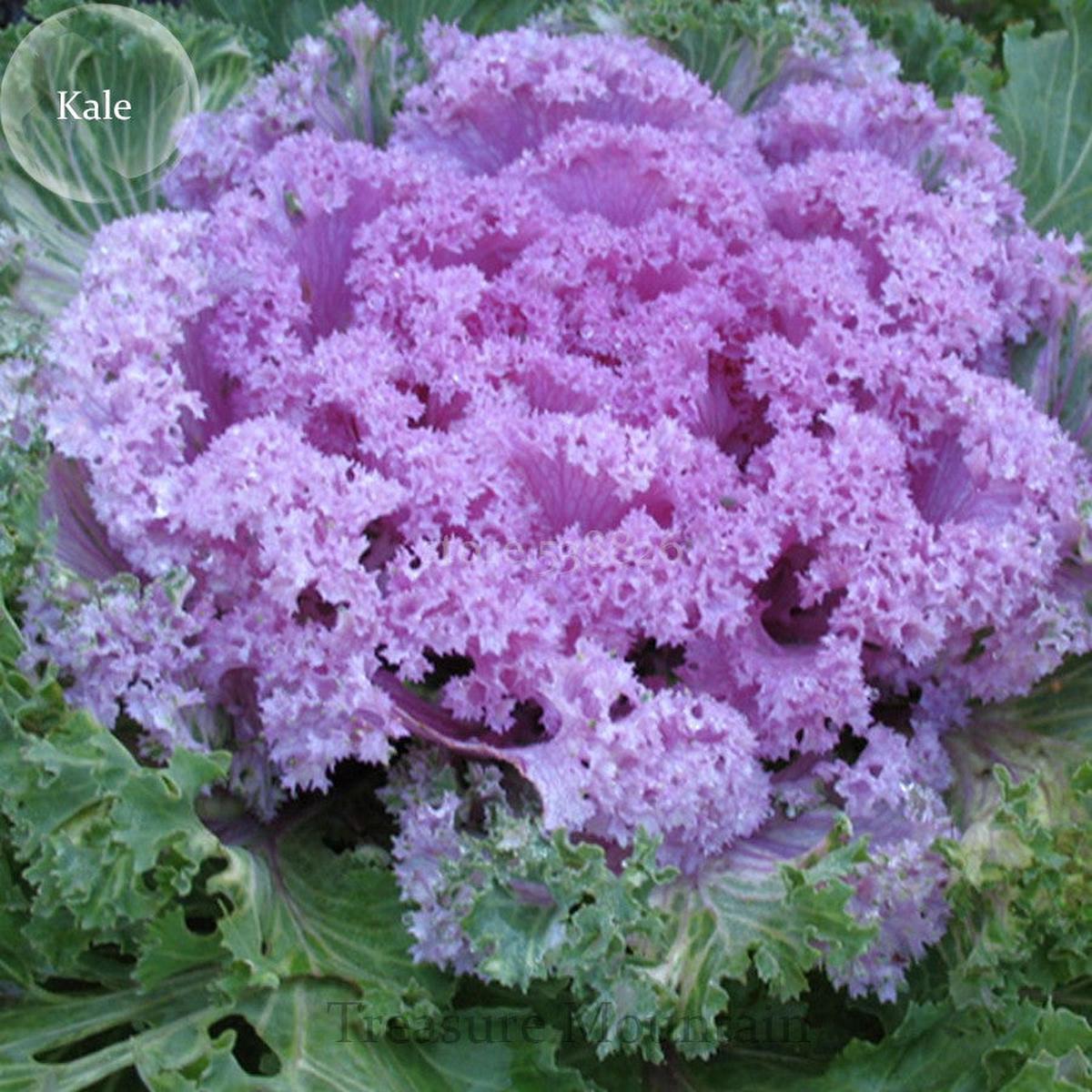 Violet Sky Blue Brassica Oleracea Flower Seeds for Planting Colorful Display Heirloom & GMO Free Seeds for Home Garden Sale