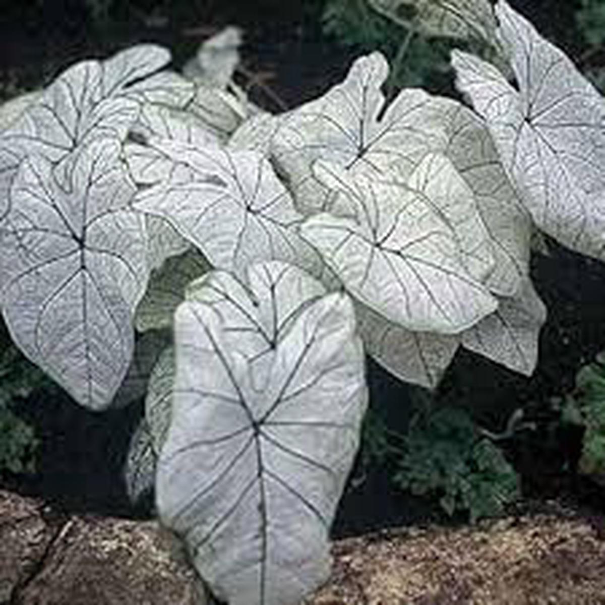 White Caladium Flower Seeds for Planting Heirloom, Non-GMO, High Germination Ornamental Foliage Garden Seeds