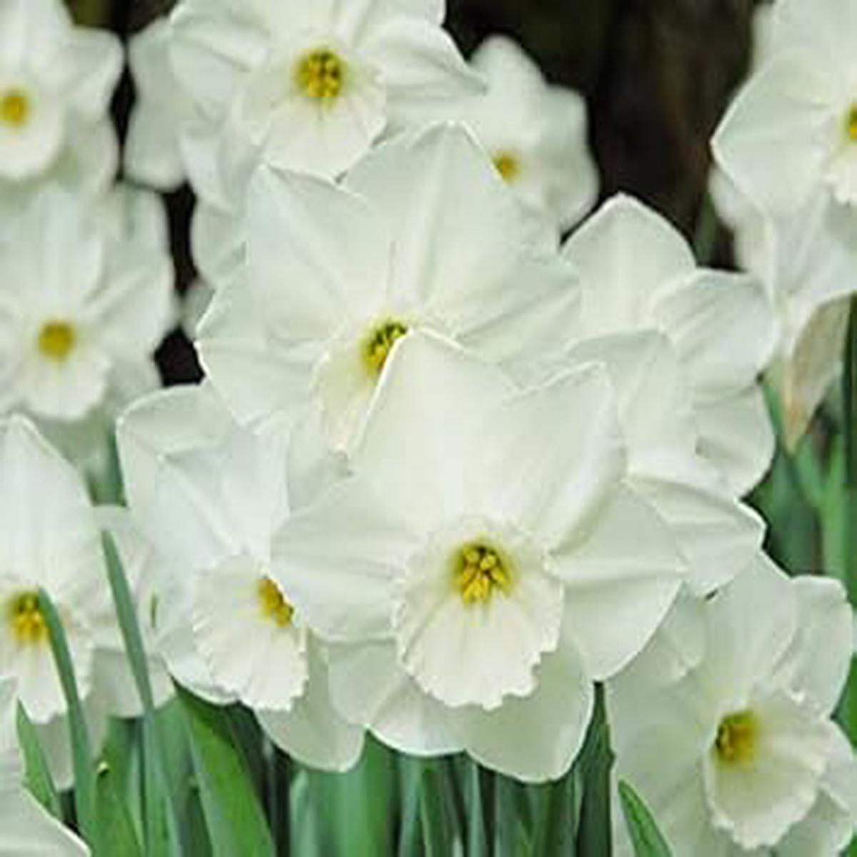 White Double Petal Daffodil Heirloom Non-GMO Seeds for Planting  High Germination Organic Garden Seeds