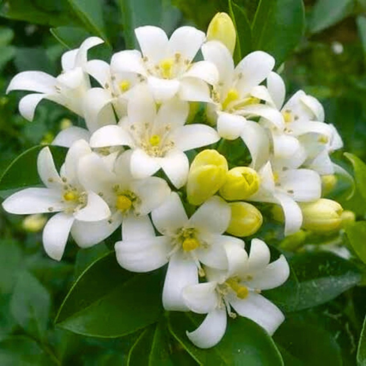 White Murraya Flower Seeds Heirloom, Non-GMO Seeds for Planting Fragrant Garden Blooms