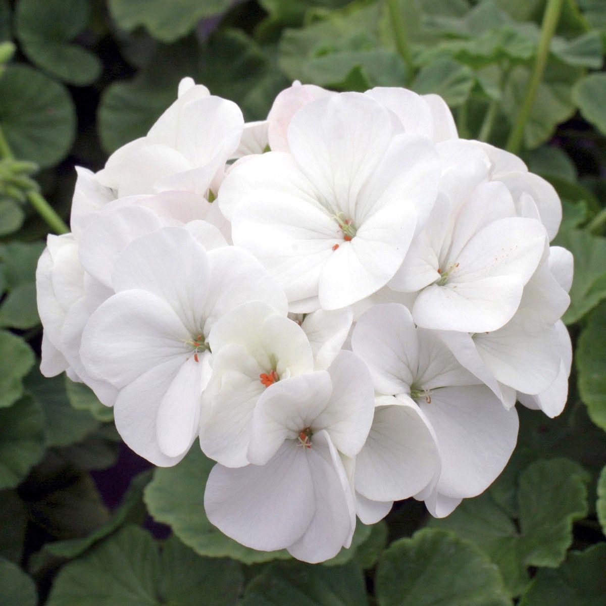 White Pelargonium Flower Seeds Heirloom & Non-GMO Seeds for Garden Planting