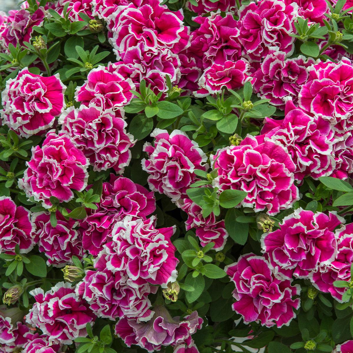 White Pink Double Petunia Flower Seeds for Planting Heirloom Non-GMO Organic Garden Seeds with High Germination