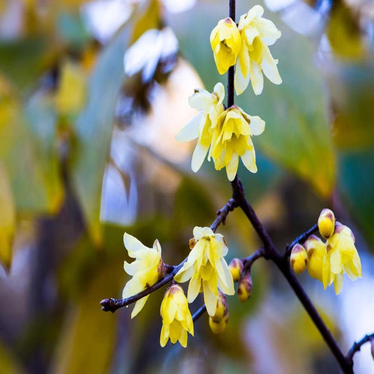 Wintersweet Flower Seeds for Planting  Heirloom Non-GMO Seeds for Home Garden, High Germination