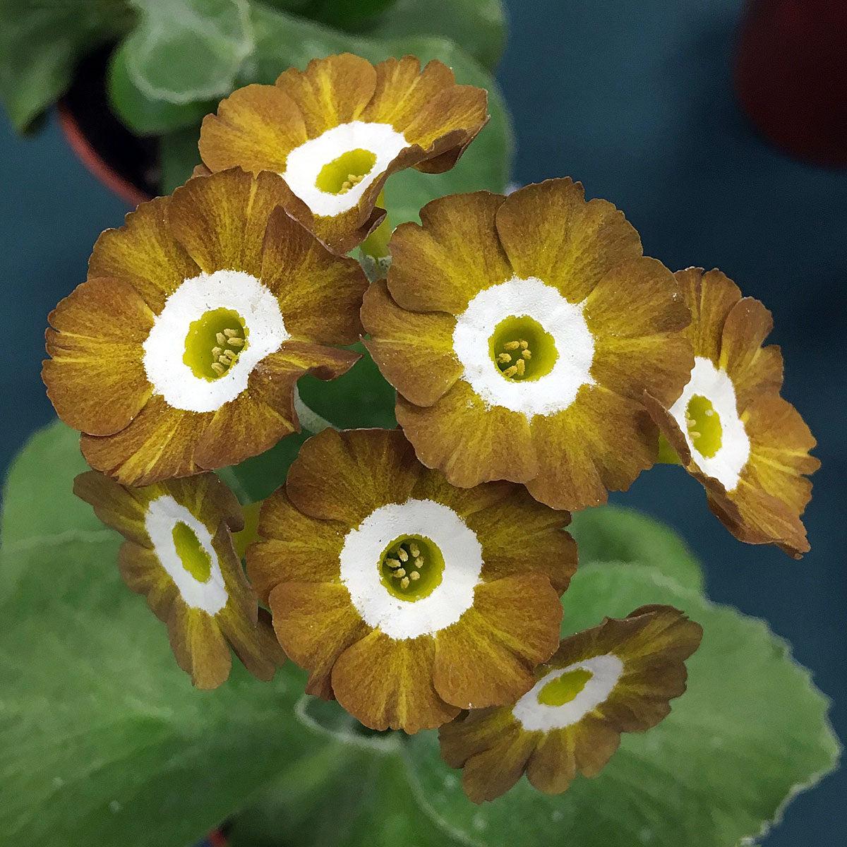Yellow Brown Primula Flower Seeds for Planting Heirloom, Non-GMO, High Germination Garden Seeds