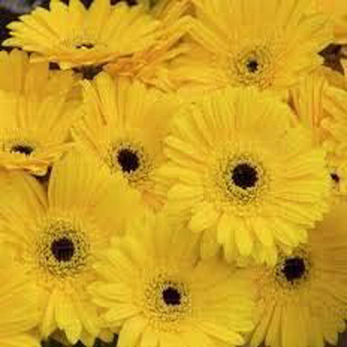 Yellow Gerbera Flower Seeds Heirloom Non-GMO Seeds for Planting, Organic Garden Seeds with High Germination