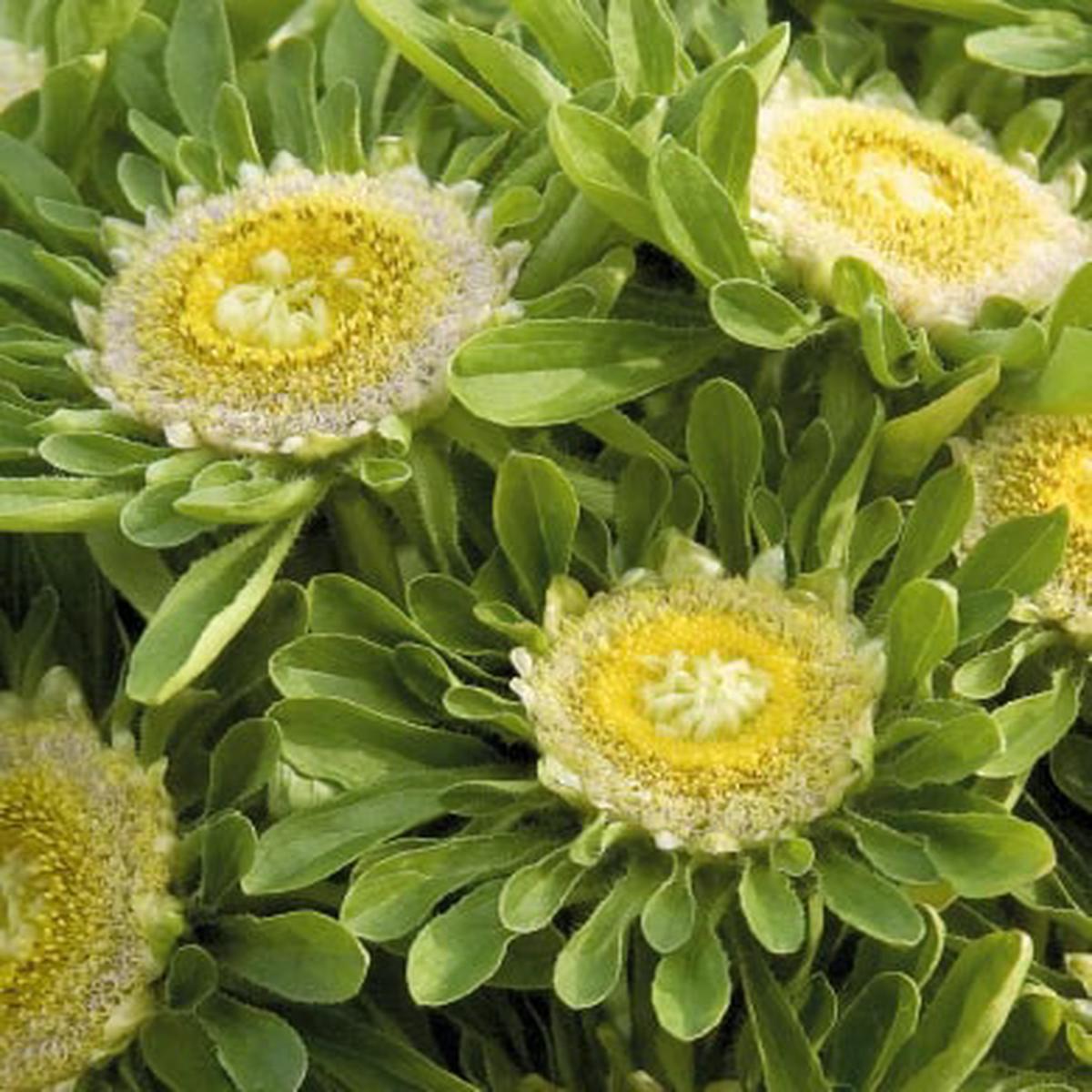 Yellow Green Aster Flower Seeds for Planting  Heirloom, Non-GMO, High Germination Garden Seeds
