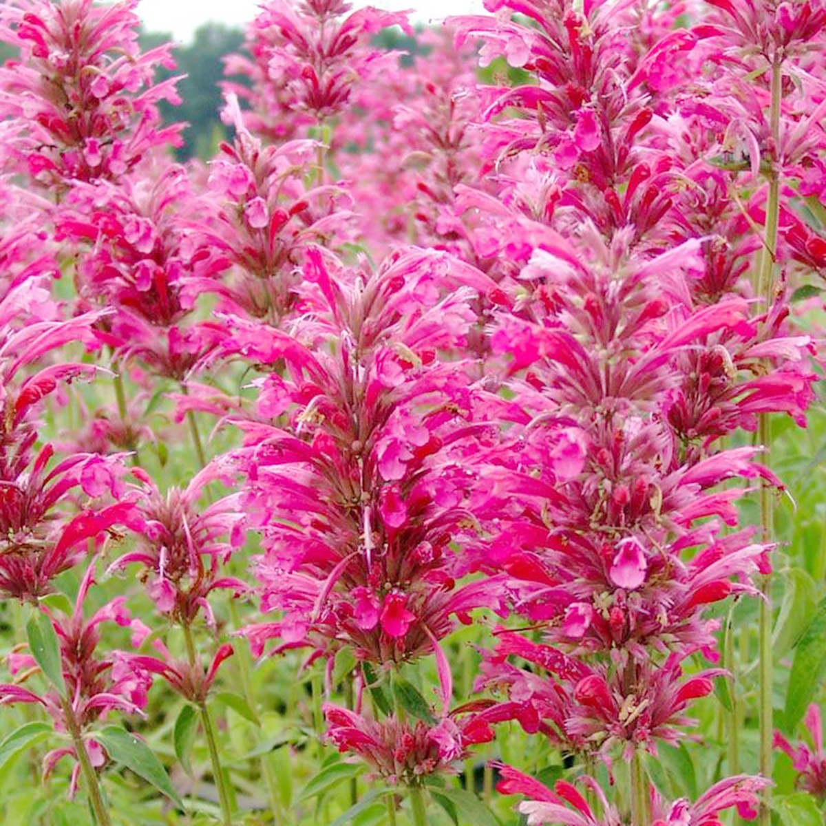 Agastache 'Heather Queen' Flower Seeds for Planting Heirloom, Non-GMO, Pollinator-Friendly, Perennial