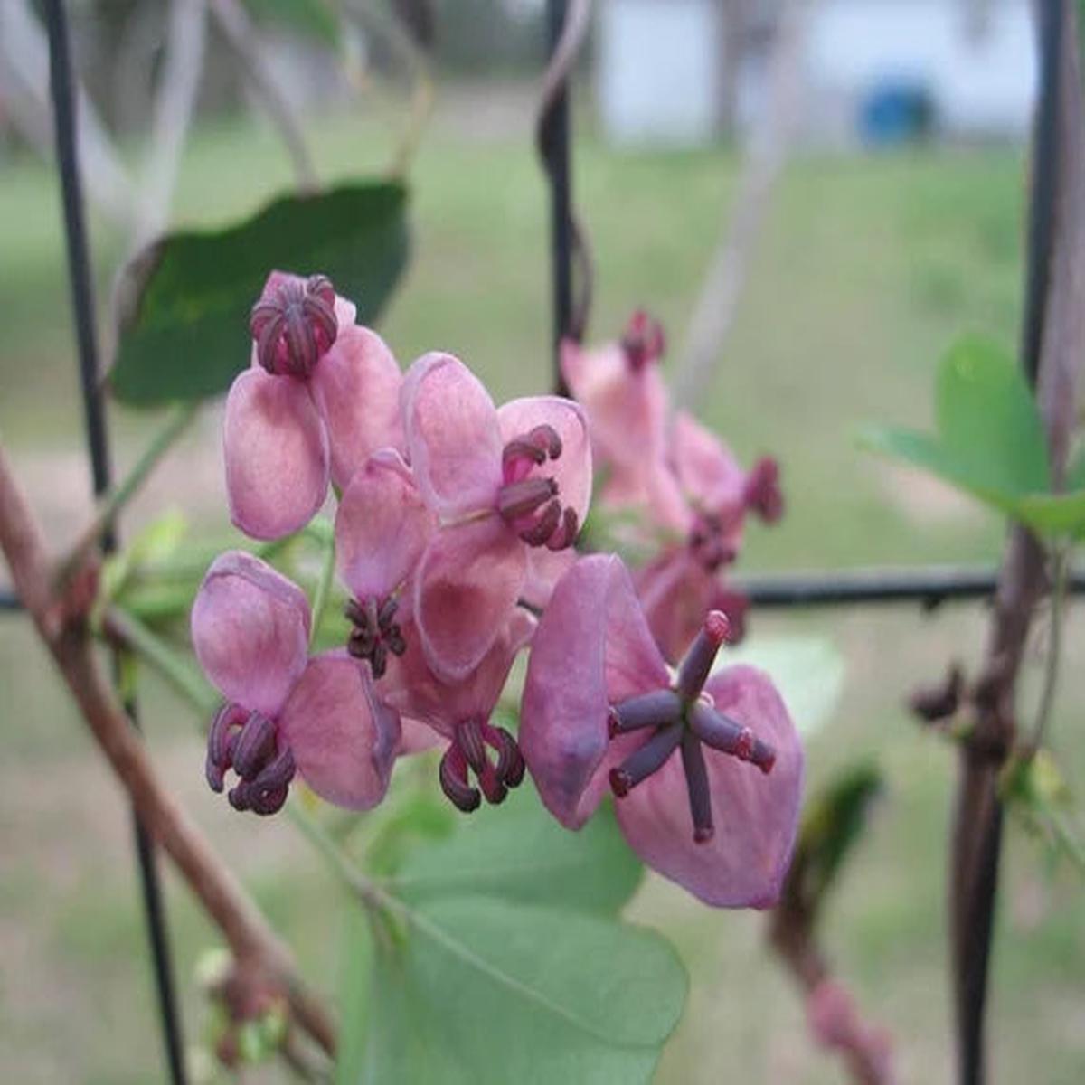 Akebia Flower seeds for Planting - Vibrant Colors, Heirloom & GMO Free Seeds for Home Garden