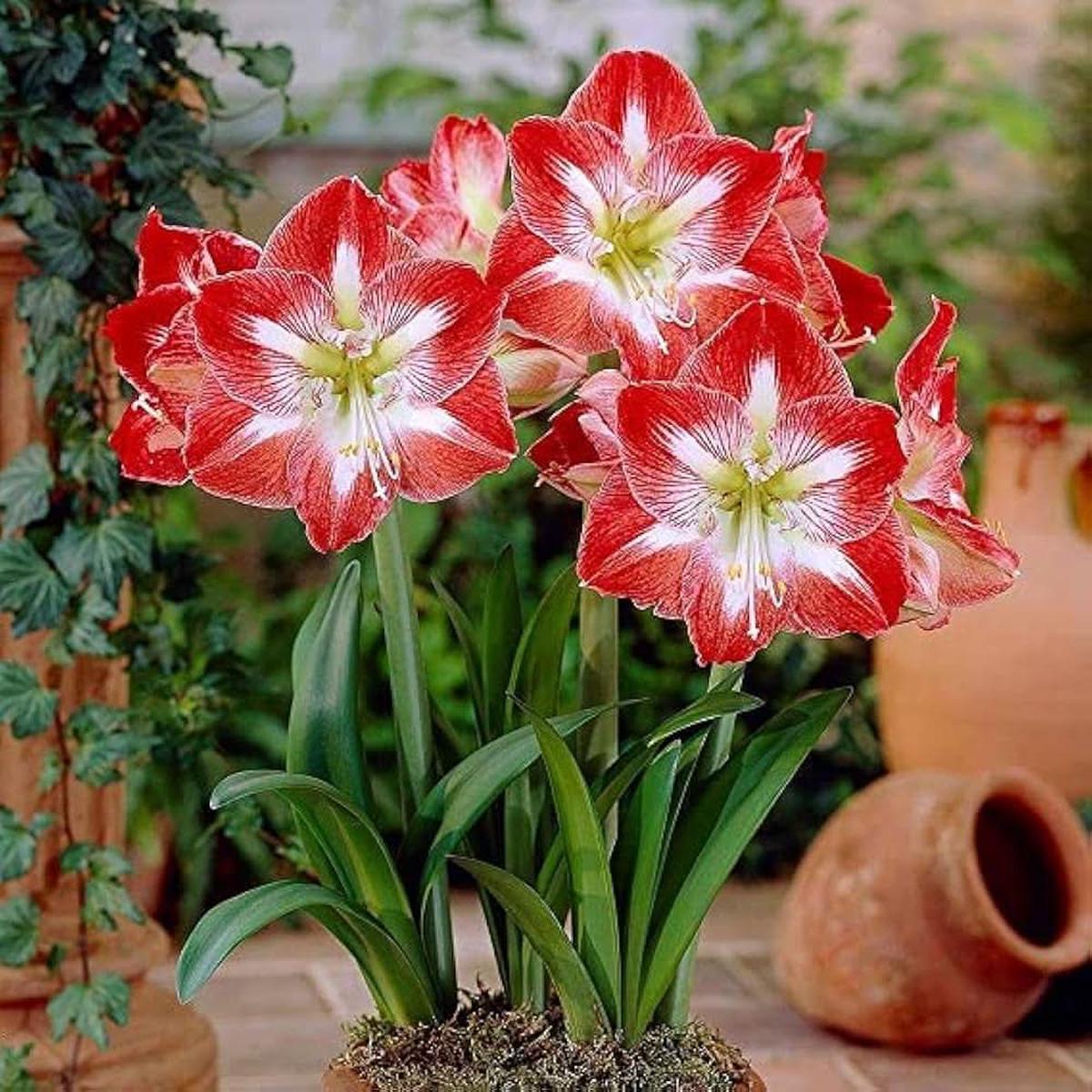 Amaryllis Hippeastrum Hybridum, Flowering Seeds For Planting