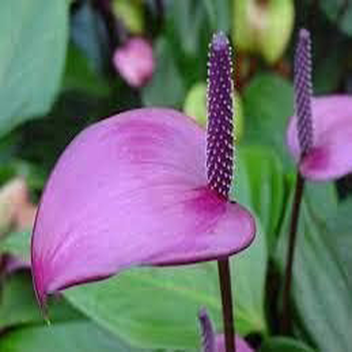 Anthurium Flower Seeds for Planting 100 pcs Heirloom, Non-GMO, High Germination Tropical Garden Seeds