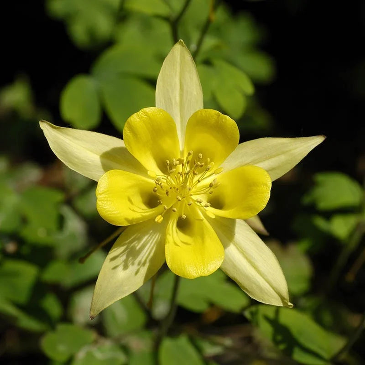 Aquilegia Bright Yellow Flower Seeds for Planting Heirloom, Non-GMO, Perennial, Pollinator-Friendly