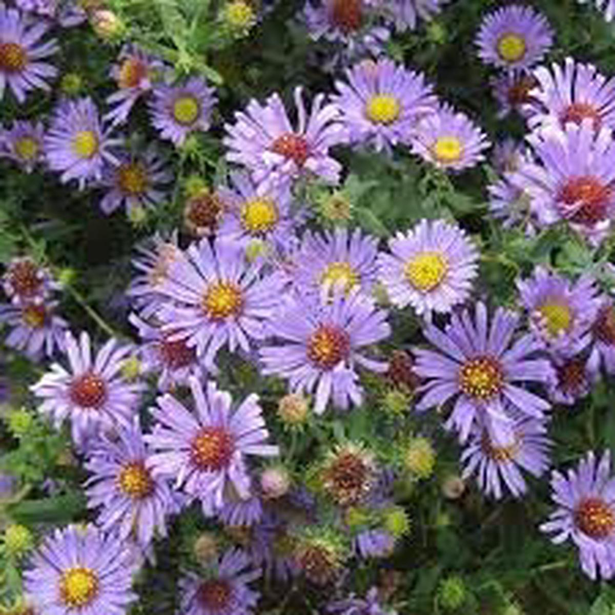 Aromatic Aster Flower Seeds Heirloom, Non-GMO, Colorful Display Organic Garden Seeds for Planting