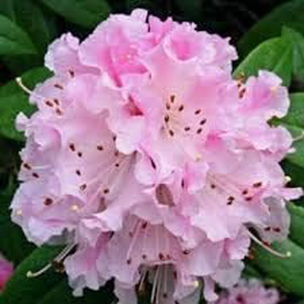 Baby Pink Rhododendron Flower Seeds Heirloom Non-GMO Seeds for Planting, Organic Garden Seeds with High Germination