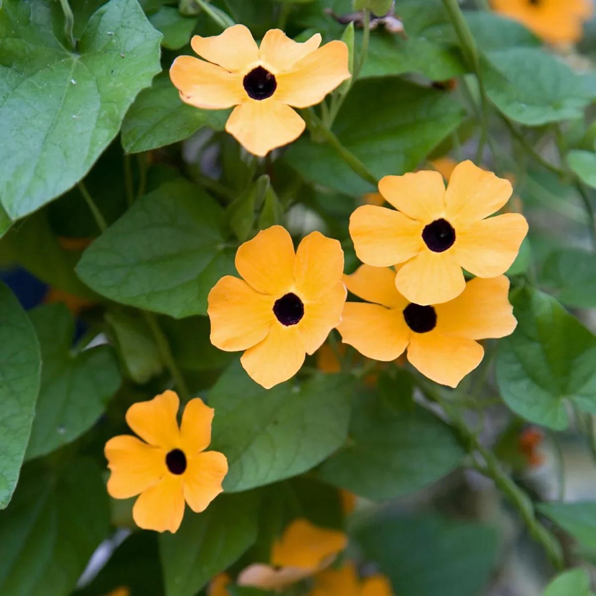 Black-Eyed Susan Vine Flower Seeds for Planting Heirloom, Non-GMO, Easy to Grow, Climbing Vine