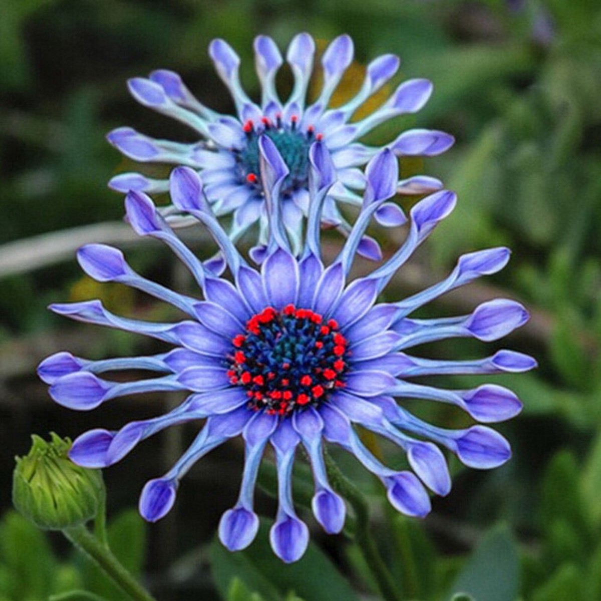 Blue Daisy Flower Seeds for Planting Heirloom, Non-GMO, Easy to Grow, Perennial