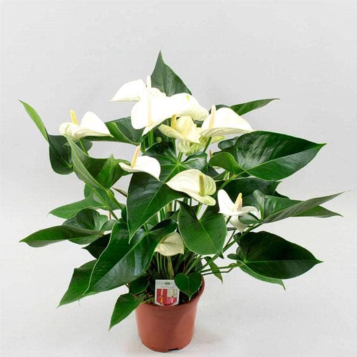 White Anthurium Flower Seeds Flower seeds for Planting Cottage Garden Essential Heirloom & GMO Free Seeds for Home Garden