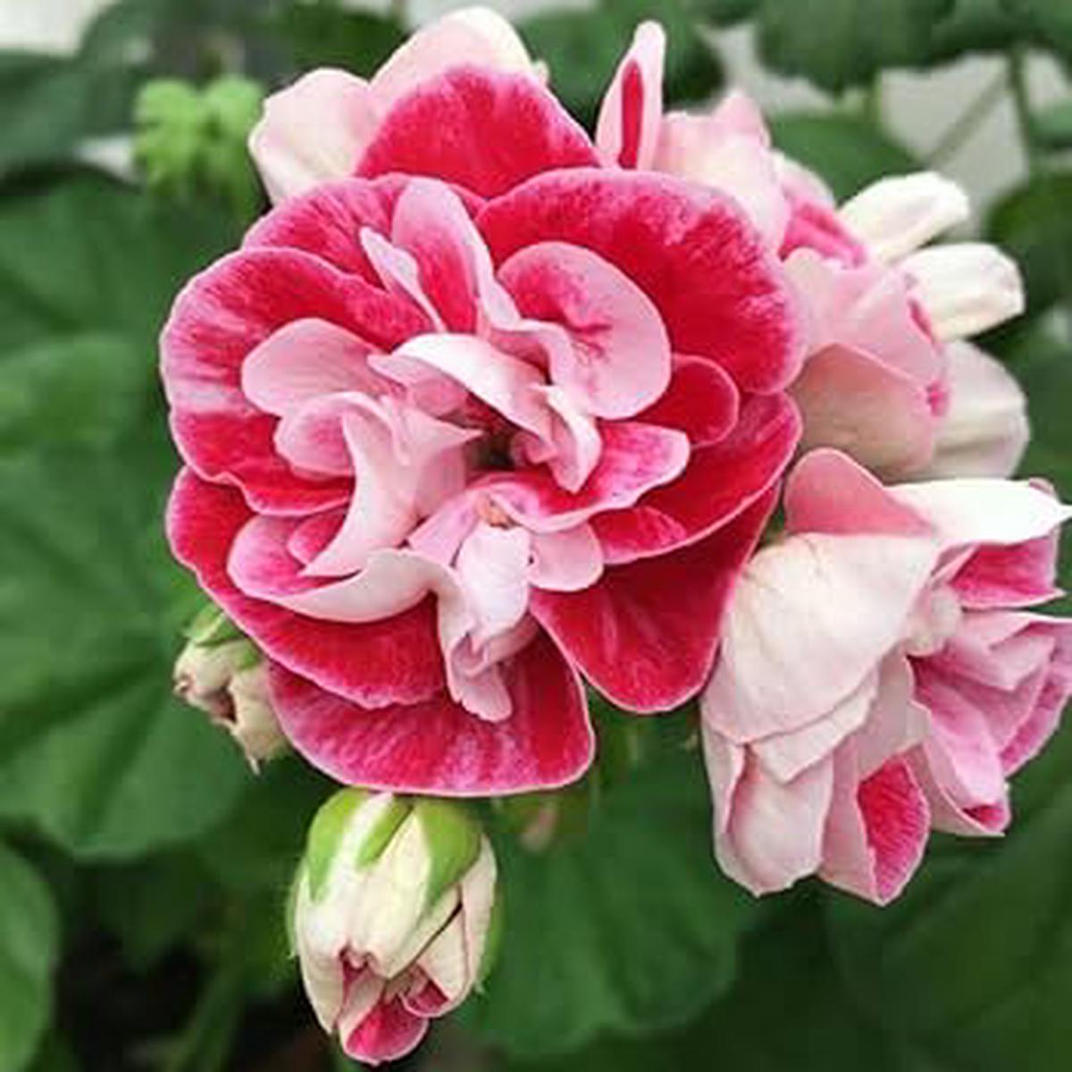 White Pink Geranium Flower Seeds for Planting Seed for Beautiful Blooms