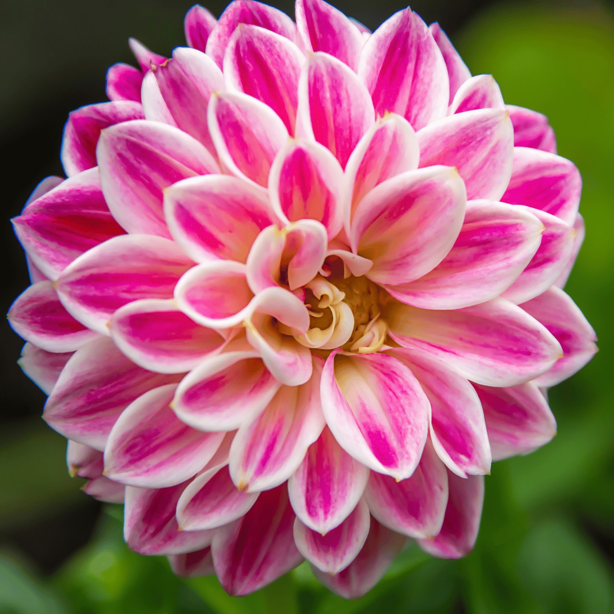 White Pink Zinnia Flower Seeds for Planting Heirloom, Non-GMO, High Germination Organic Garden Seeds