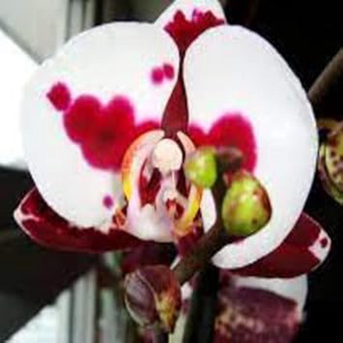 White Red Phalaenopsis Orchid Flower Seeds Heirloom, Non-GMO Seeds for Planting