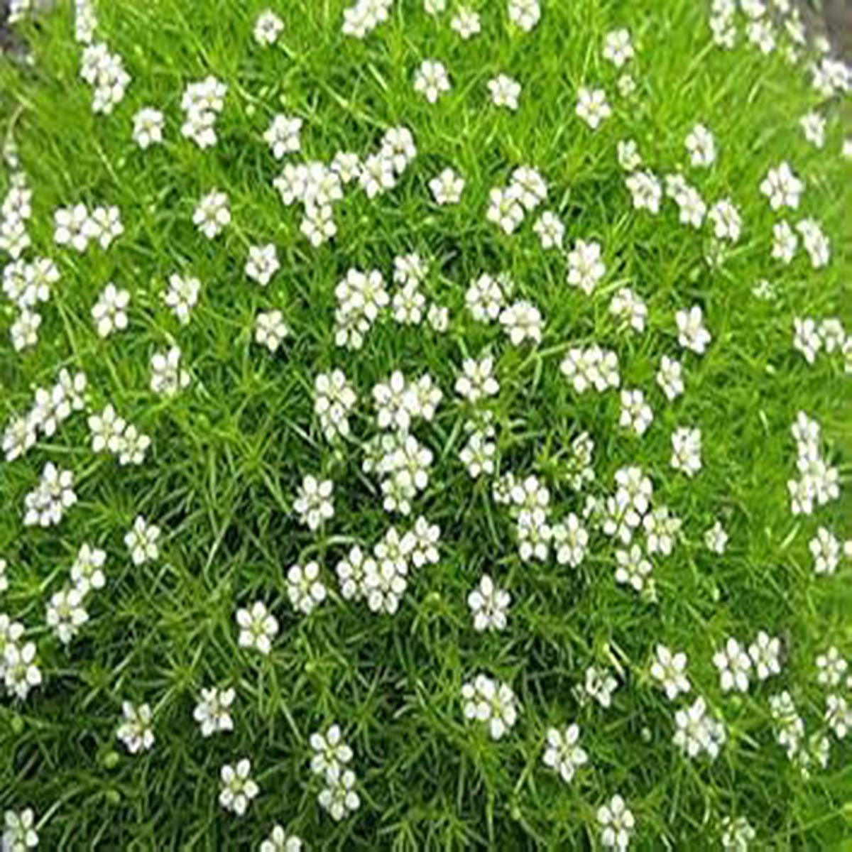 White Sagina Subulata Flower Seeds for Planting Low-Growing Ground Cover