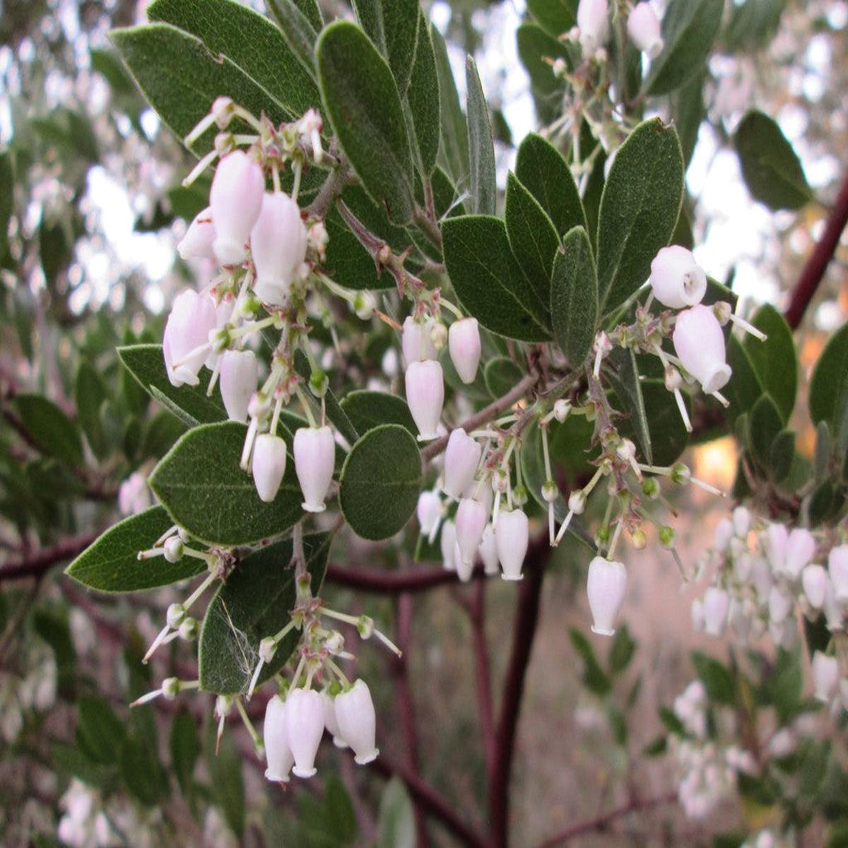 Whiteleaf Manzanita Flower Seeds for Planting  Heirloom, Non-GMO, Low Maintenance Organic Garden Seeds