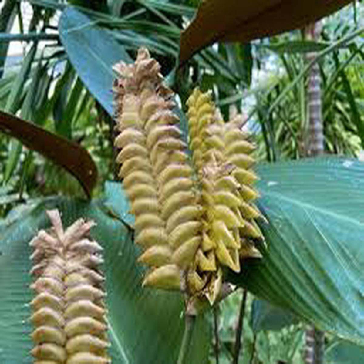 Yellow Calathea Crotalifera Flower Seeds for Planting  Sun Loving, Heirloom & Non-GMO, 100pcs