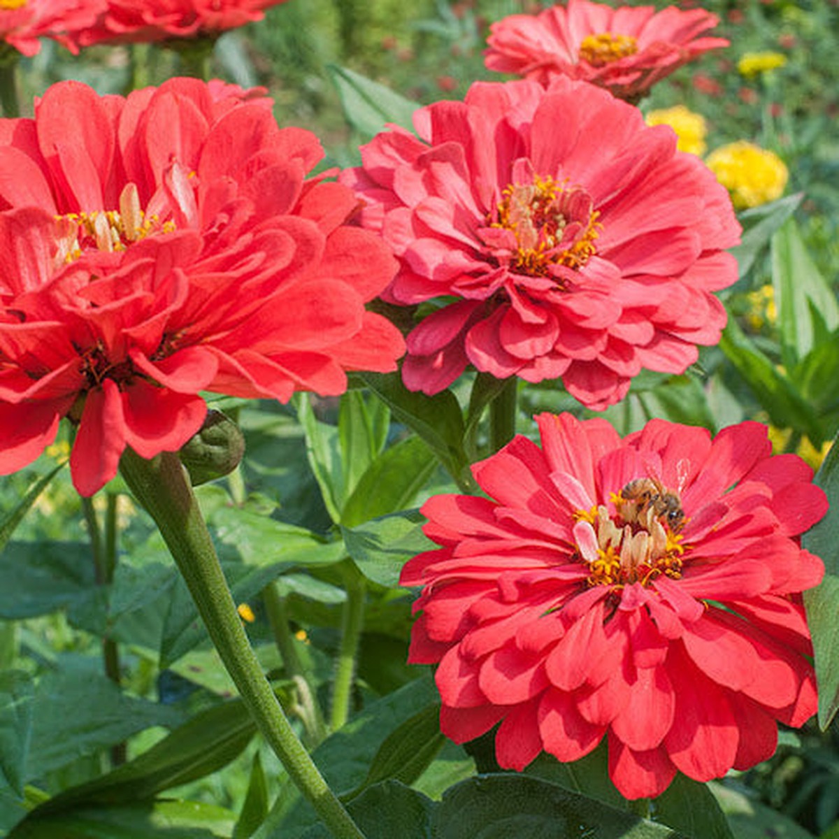 Zinnia Benary Giant Flower Seeds Vibrant Colors, Heirloom, Non-GMO, High Germination Organic Garden Seeds
