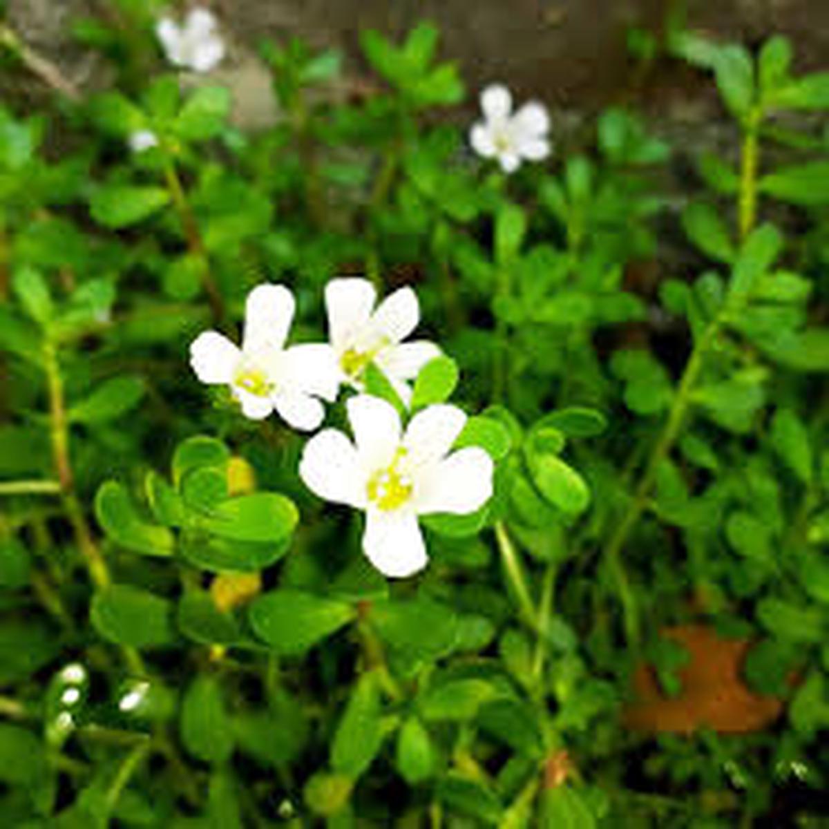 Bacopa Flower Seeds for Planting | Heirloom Non-GMO Organic Garden Seeds, Sun Loving, High Germination
