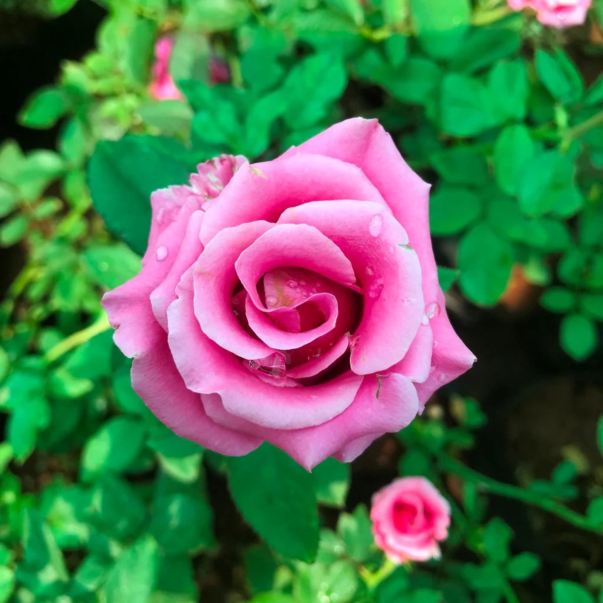 Barbara Streisand Lavender Rose Flower Seeds  Heirloom, Non-GMO, Organic Garden Seeds for Planting