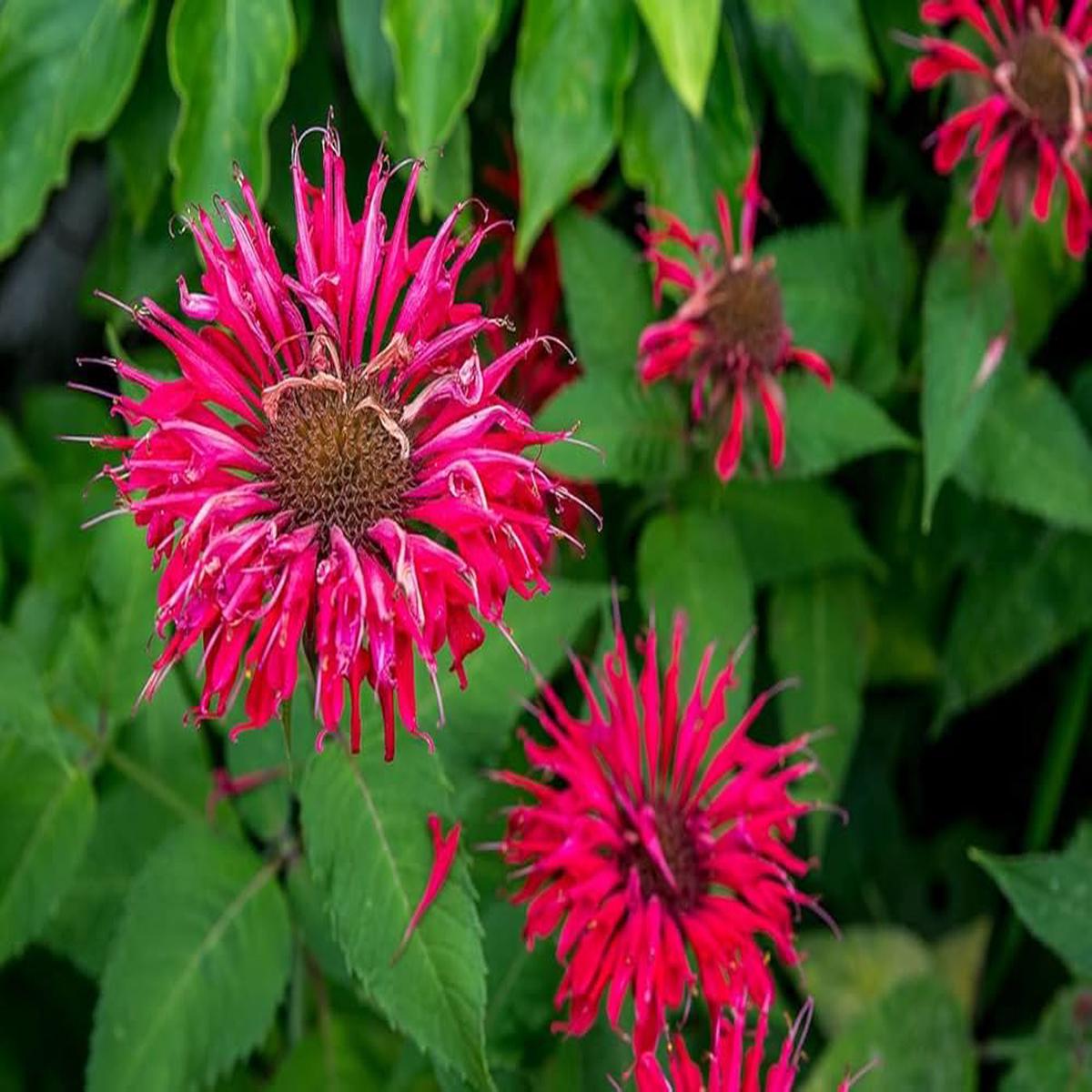 Bee Balm Flower Seeds Heirloom, Non-GMO, Pollinator-Friendly
