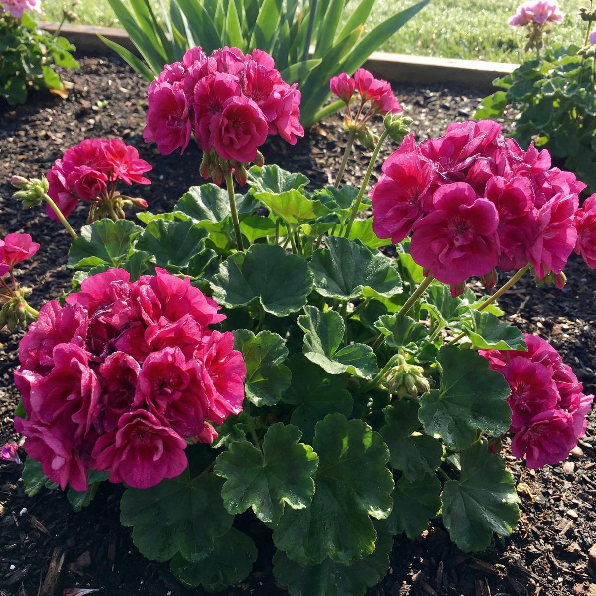 Big Blooms Pink Geranium Seeds - Perfect for Planting in Spring
