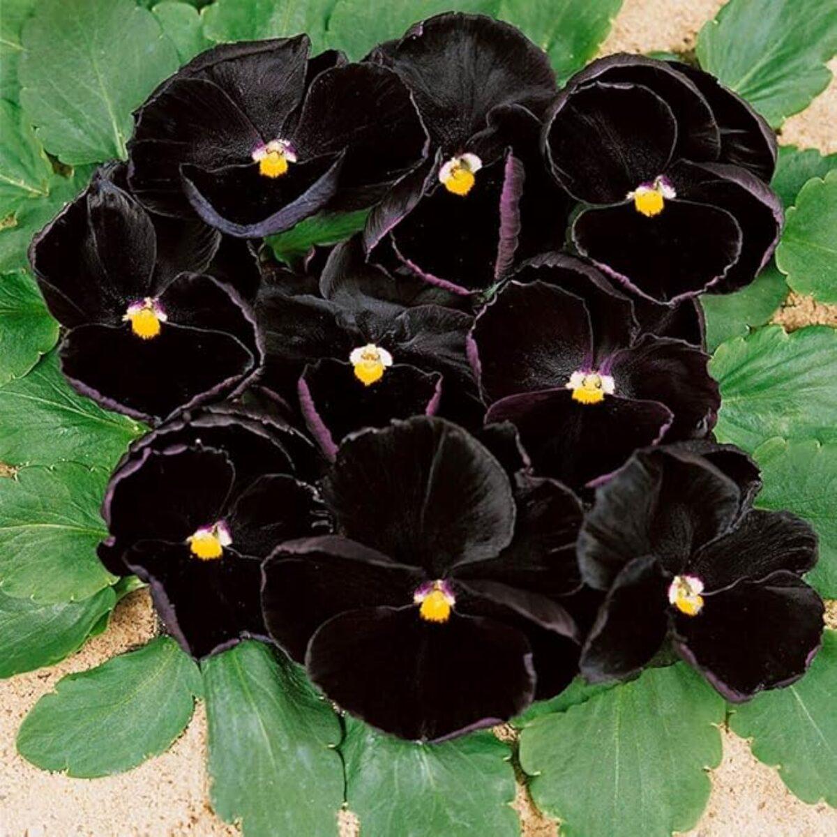 Black Pansy Flower Seeds for Planting  Shade Tolerant, Heirloom & Non-GMO Organic Garden Seeds