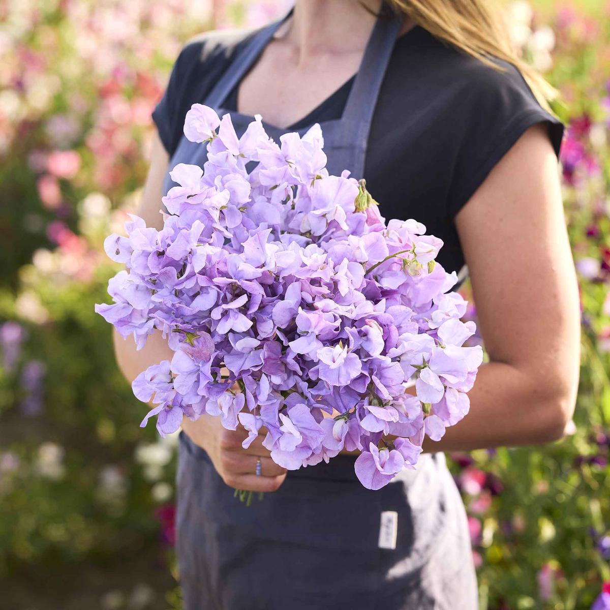 Sweet Pea Seeds - Royal Lavender