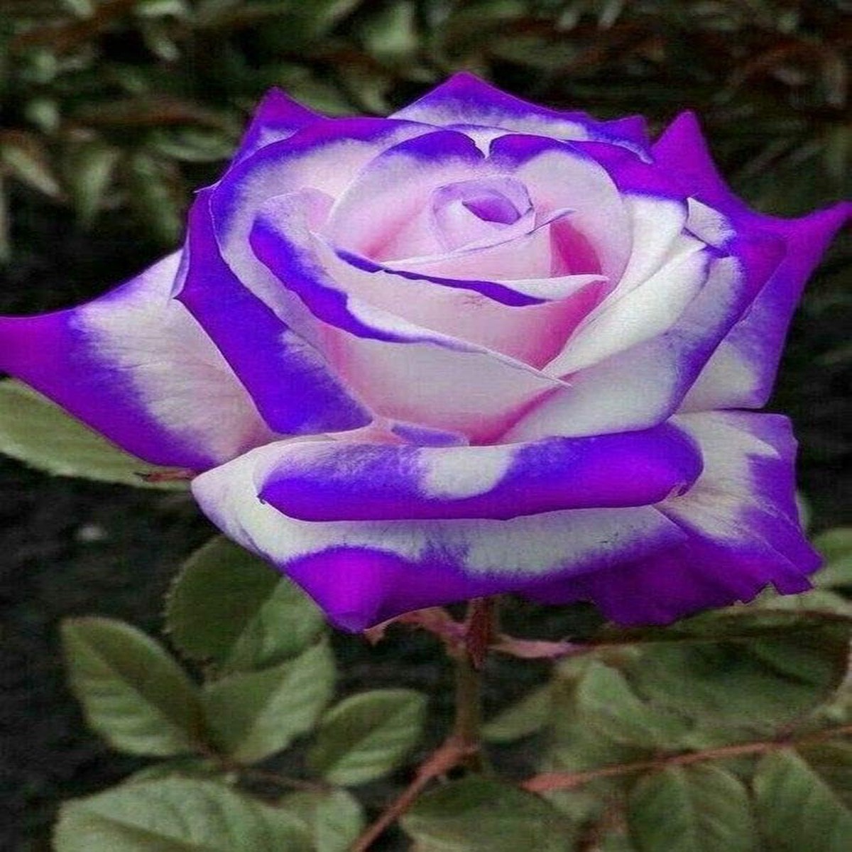 Violet Mix Unique Rose Flower Seeds for Planting  Heirloom Non-GMO High Germination Organic Garden Seeds