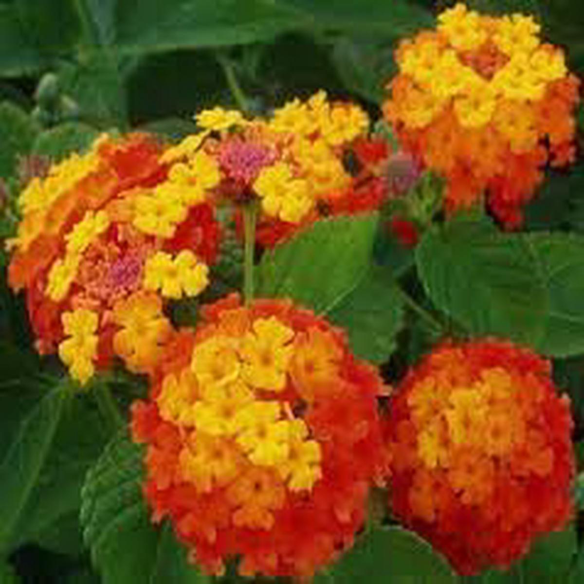 Wandelrose Flower Seeds for Planting, NON GMO Seeds
