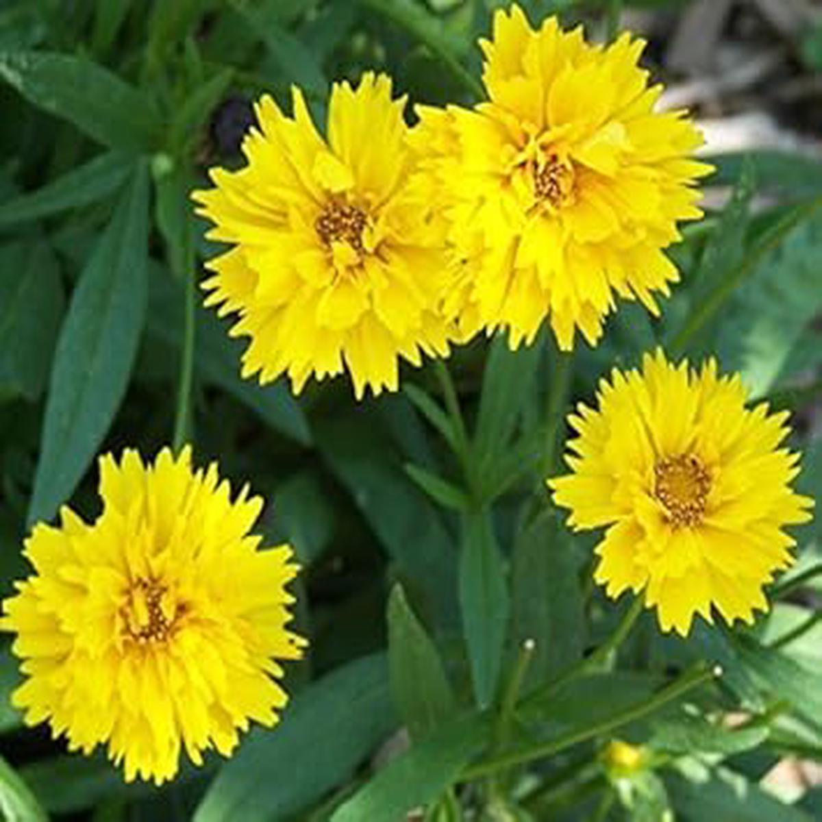 Yellow Early Sunrise Flower Seeds for Planting Heirloom, Non-GMO, Cottage Garden Essential Organic Seeds